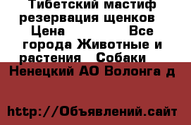 Тибетский мастиф резервация щенков › Цена ­ 100 000 - Все города Животные и растения » Собаки   . Ненецкий АО,Волонга д.